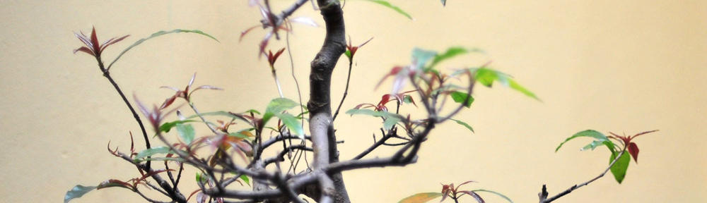 Homestead Homeowners Association